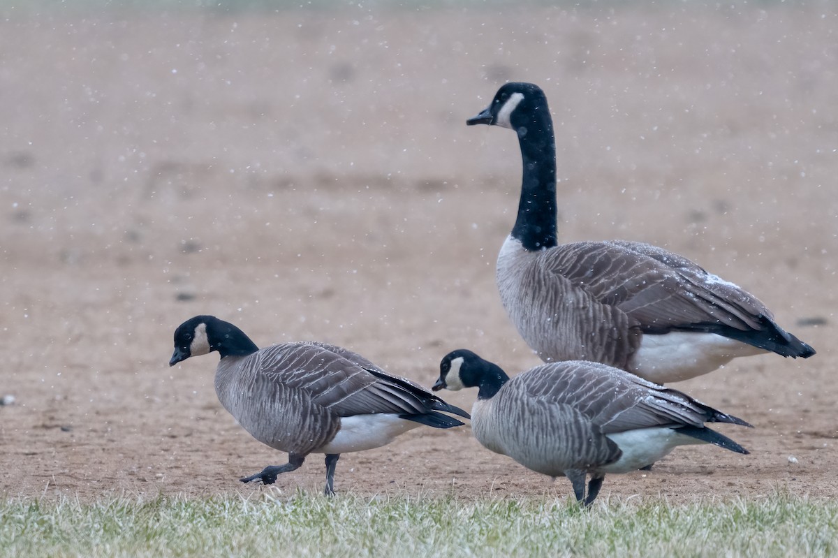 Cackling Goose - Tom Hudson