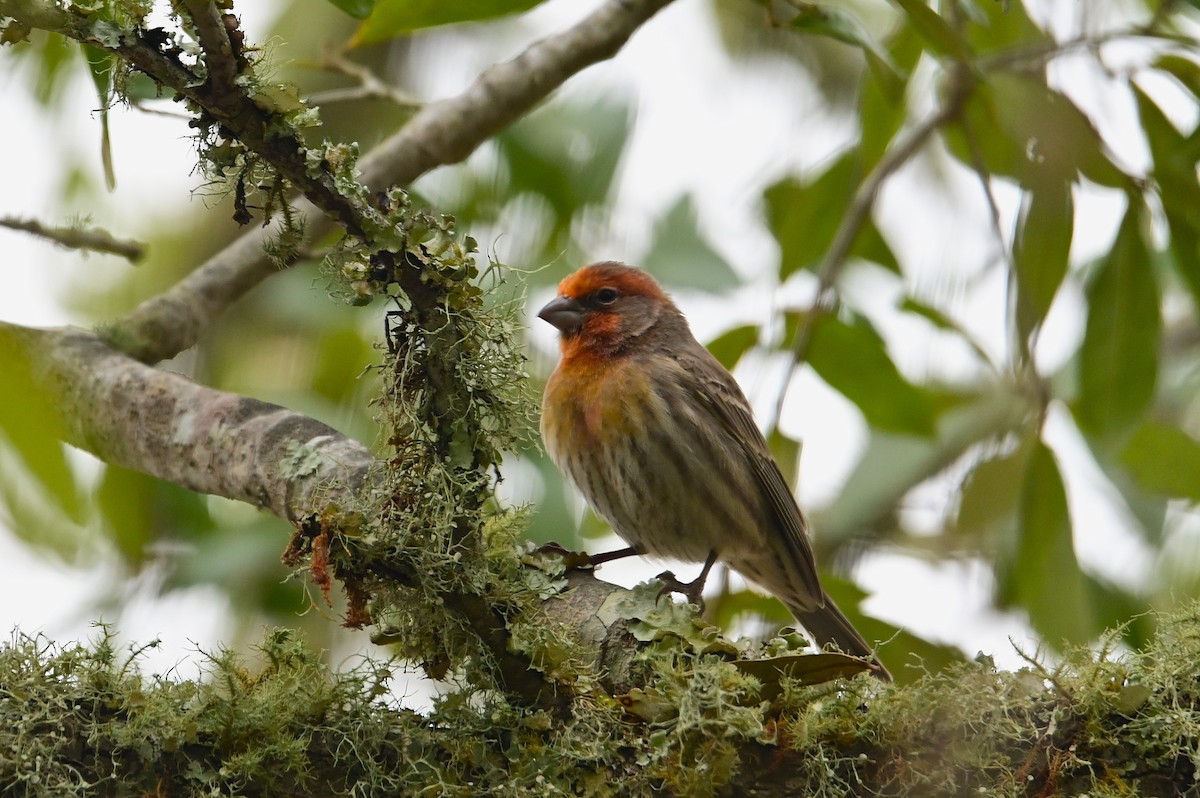 House Finch - ML630545957