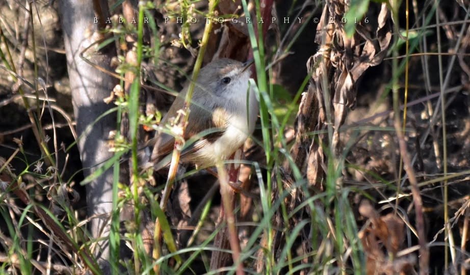 Gray-breasted Prinia - ML630546114