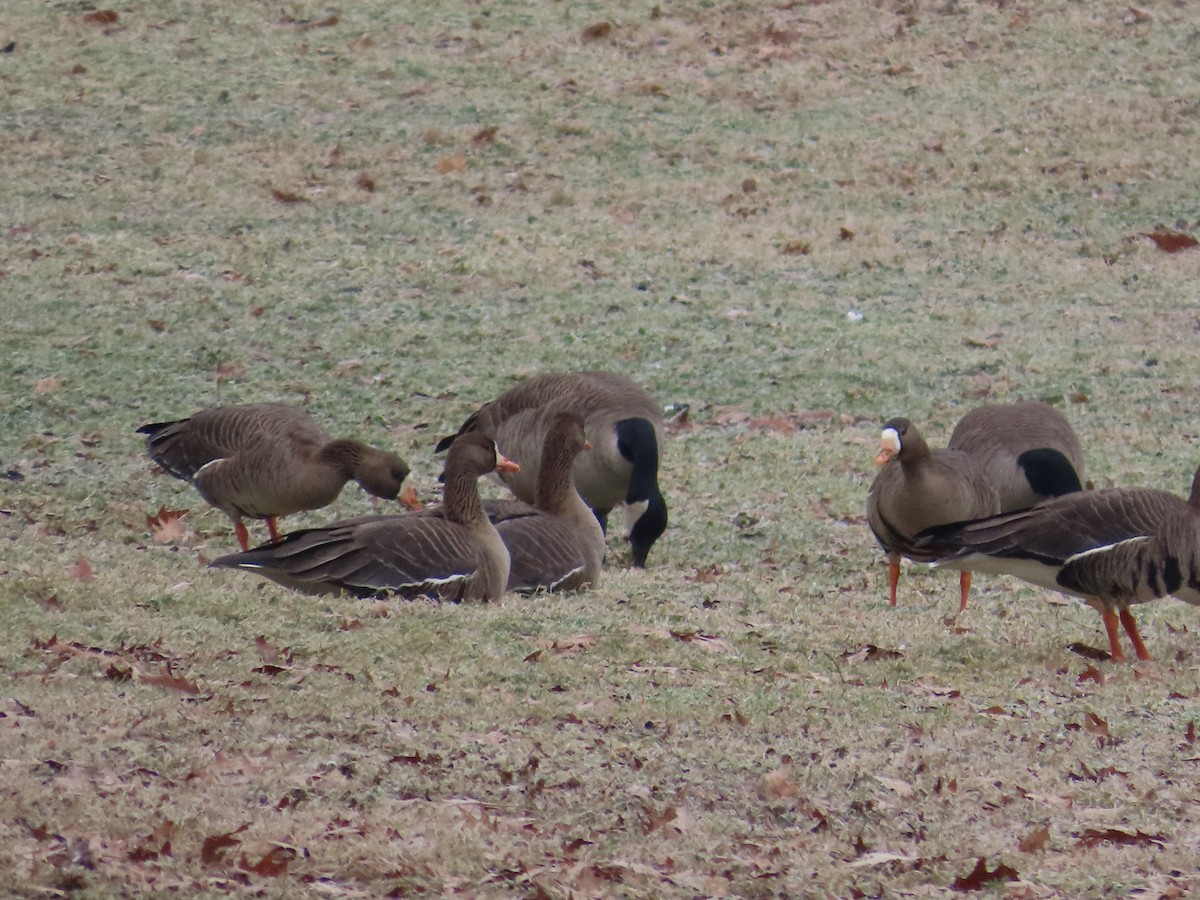 Greater White-fronted Goose - ML630546212