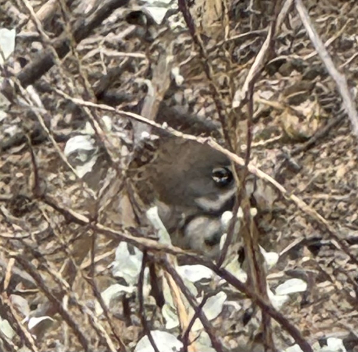Bell's Sparrow - ML630546810