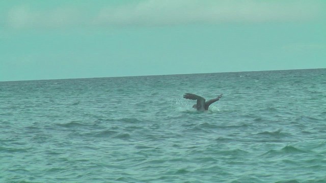 Brown Noddy - ML630546981