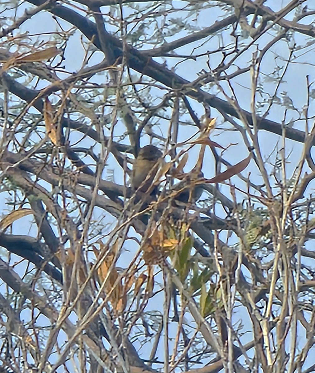 Cinnamon-rumped Seedeater - ML630547053