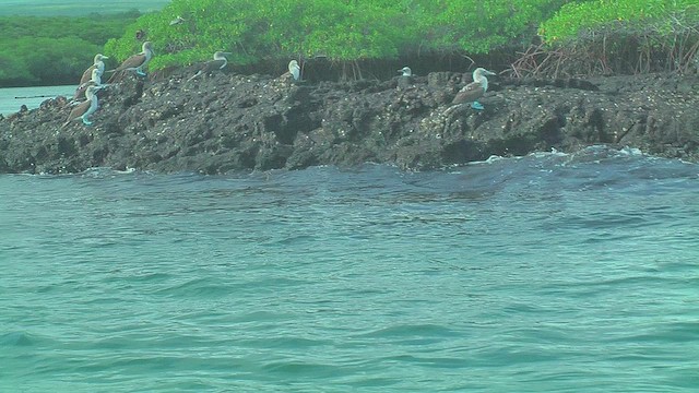 Blue-footed Booby - ML630547078
