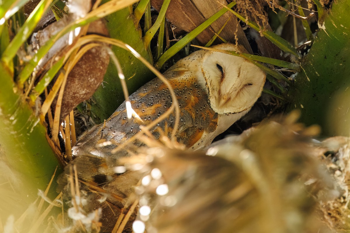 Western Barn Owl (African) - ML630547265