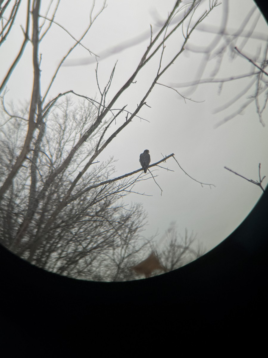 Peregrine Falcon - ML630547429