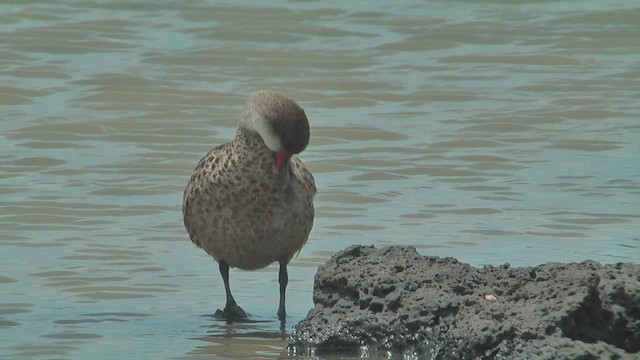 White-cheeked Pintail (Galapagos) - ML630547525