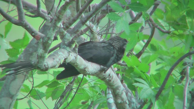 Smooth-billed Ani - ML630547587