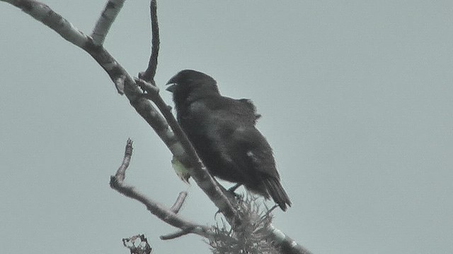 Large Ground-Finch - ML630547605