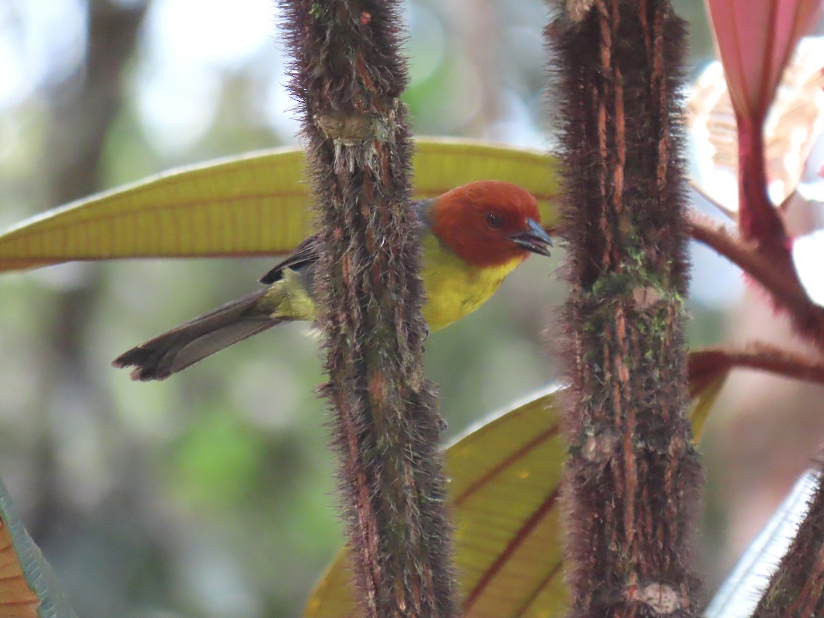 Tepui Brushfinch - ML630547625