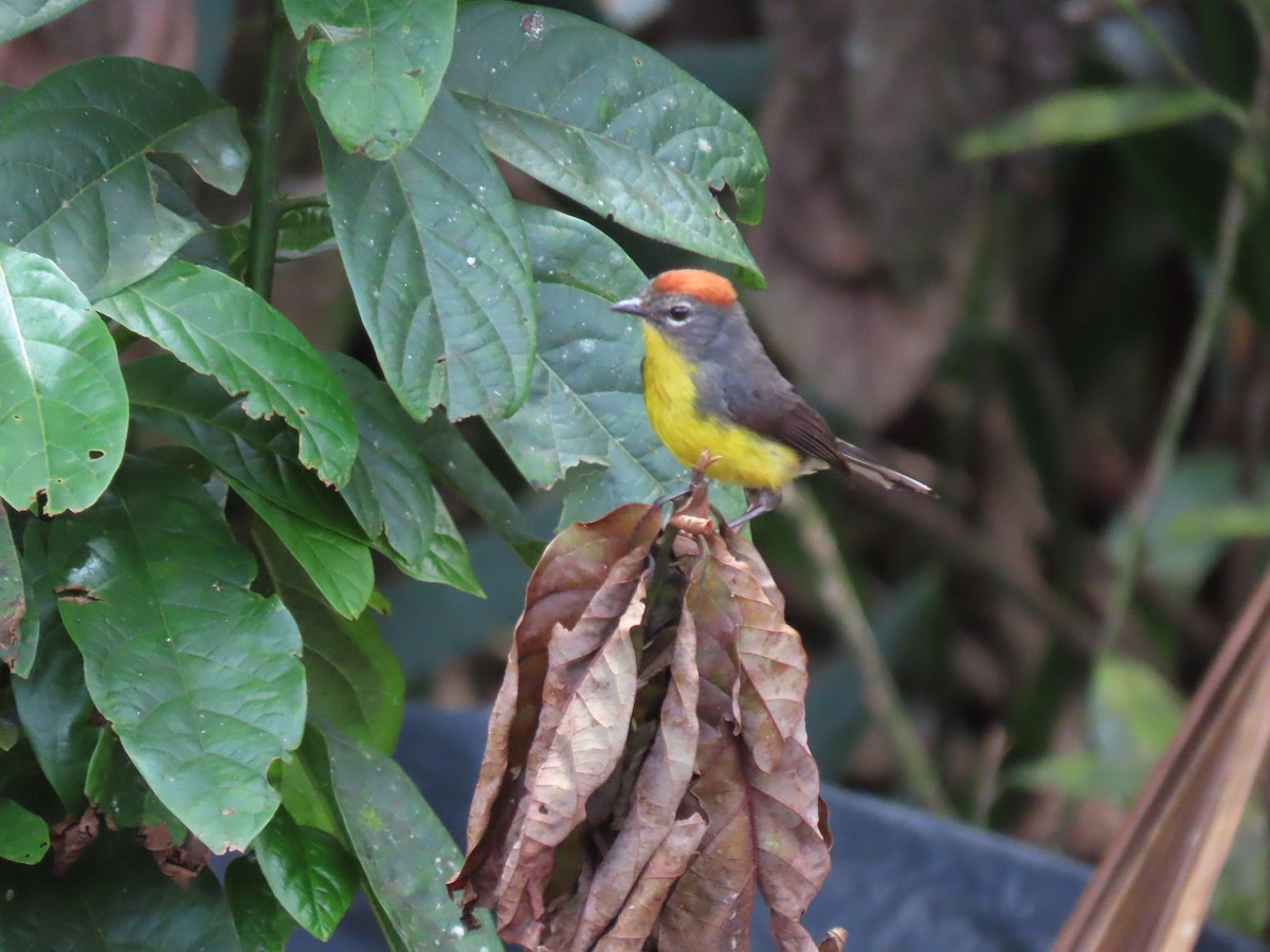 Tepui Redstart - ML630547638