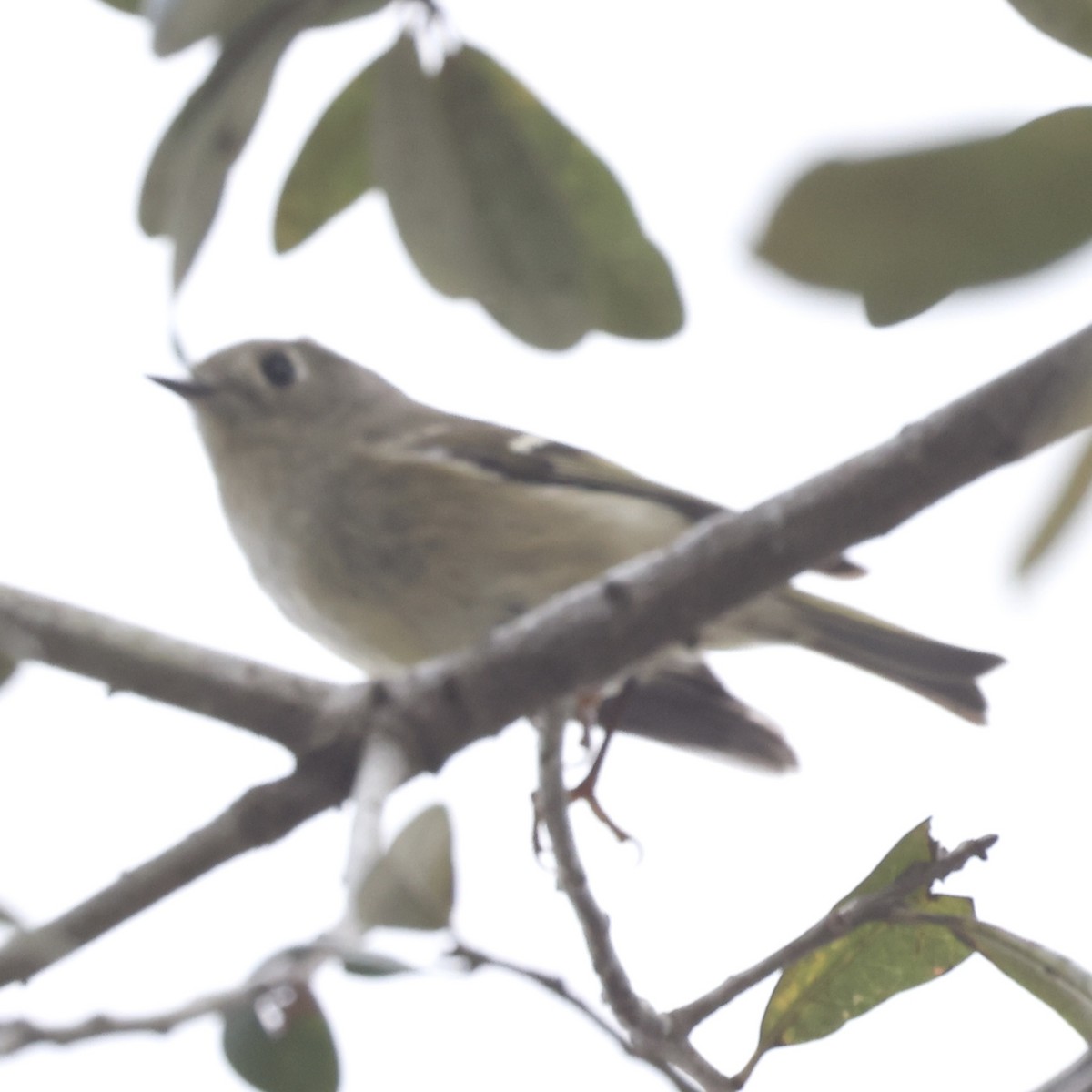 Roitelet à couronne rubis - ML630547659