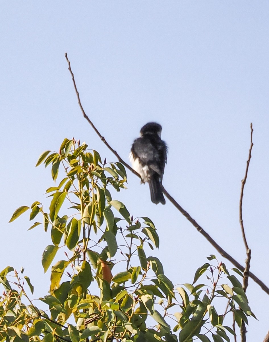 Pied Falconet - ML630547910