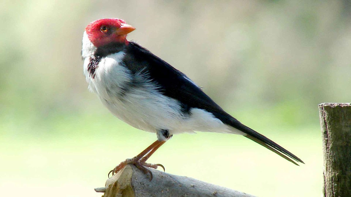 Yellow-billed Cardinal - ML630547911