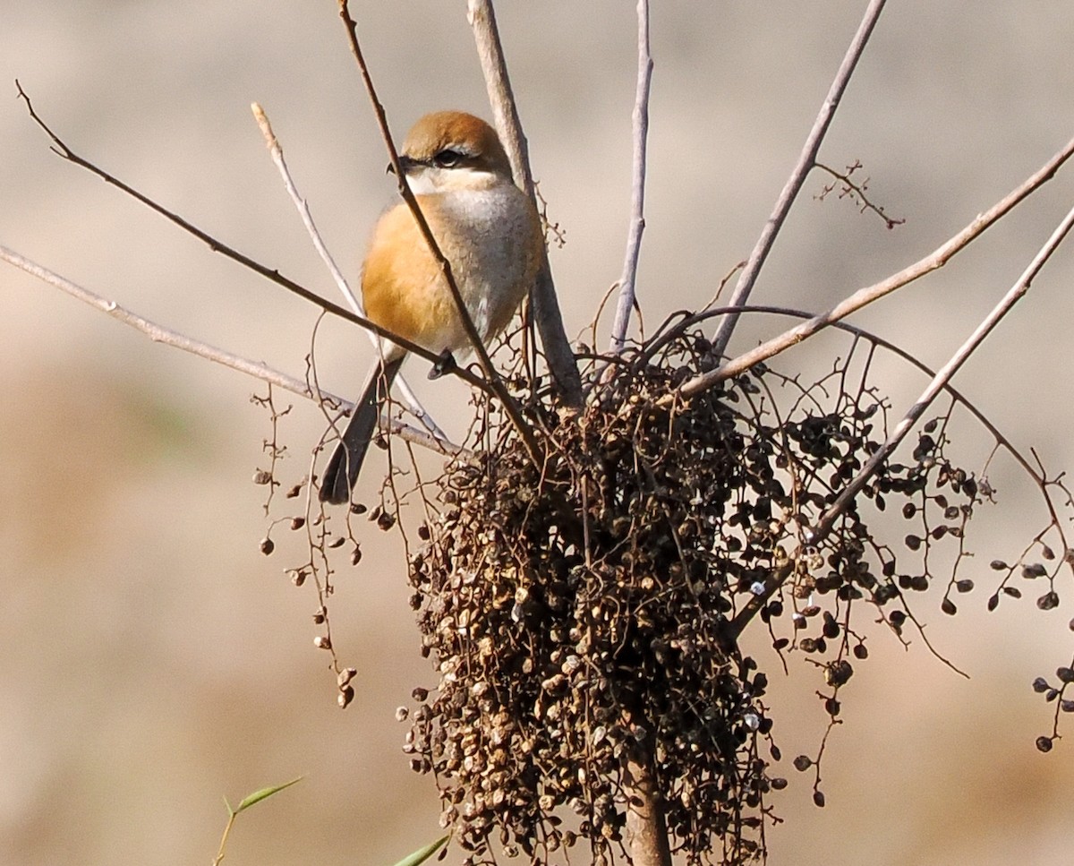Bull-headed Shrike - ML630547926