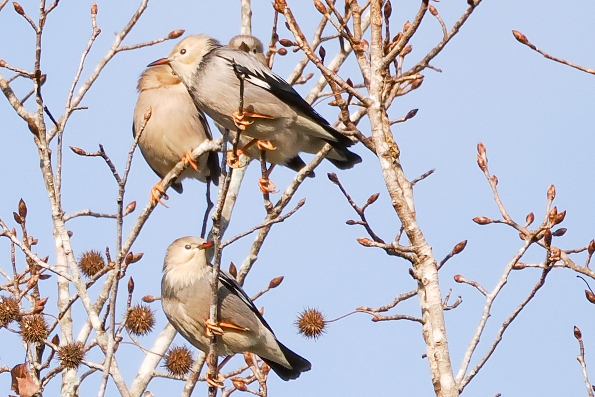 Red-billed Starling - ML630547938