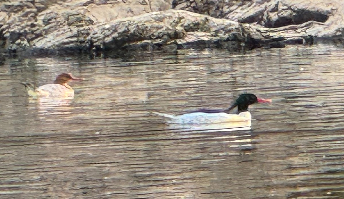 Scaly-sided Merganser - ML630548033