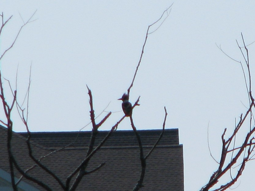 Belted Kingfisher - ML63054811