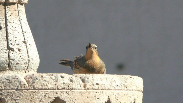 Varied Thrush - ML630548127