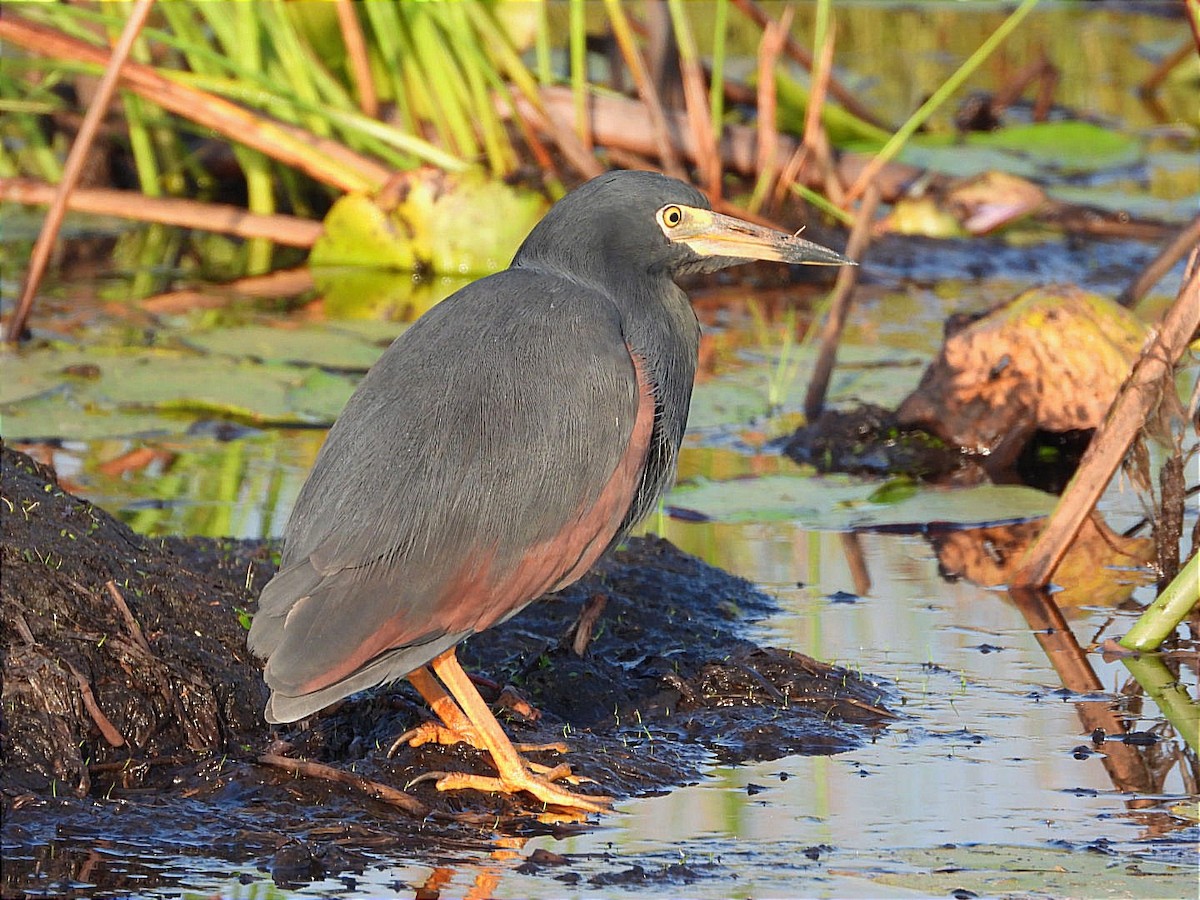 Rufous-bellied Heron - ML630548251