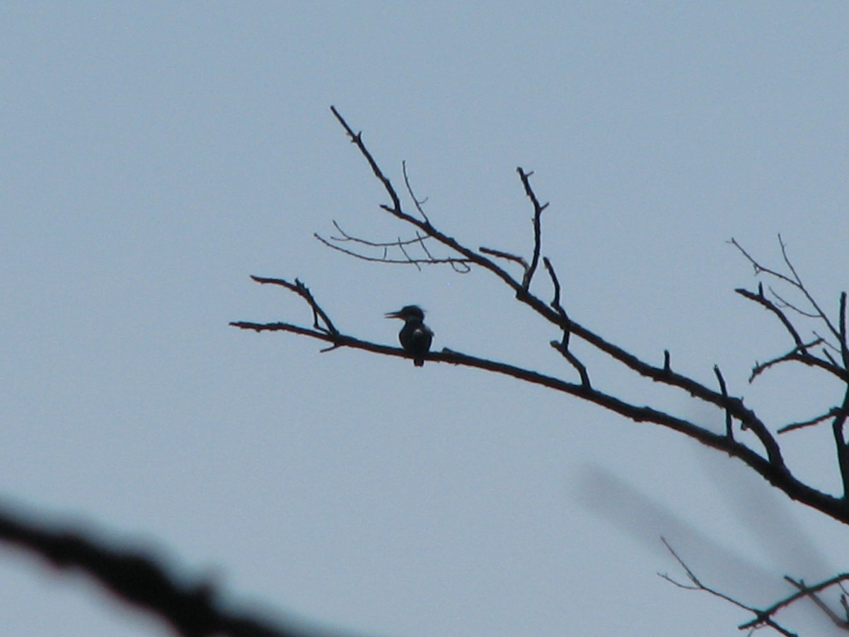 Belted Kingfisher - ML63054841