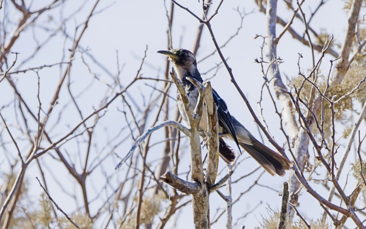 Floreana Mockingbird - ML630548530