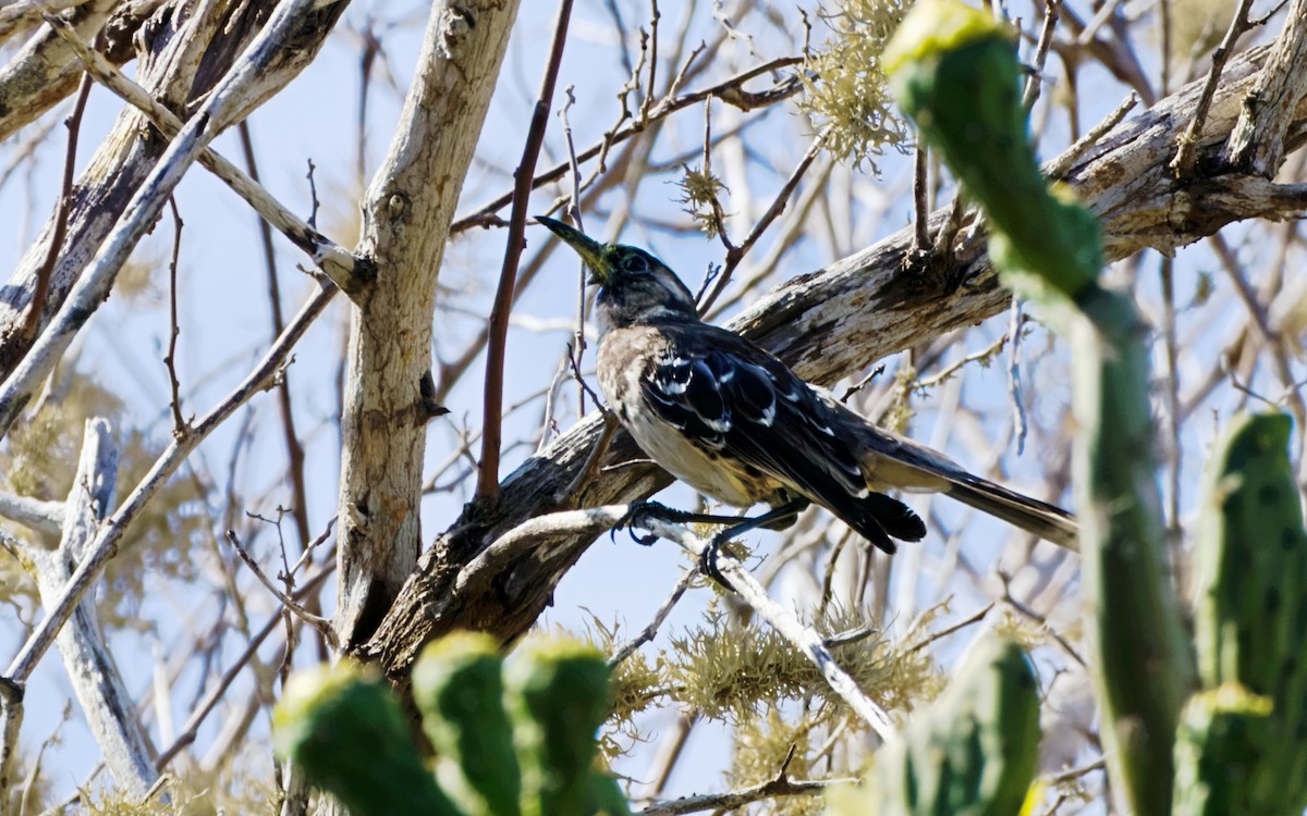 Floreana Mockingbird - ML630548532