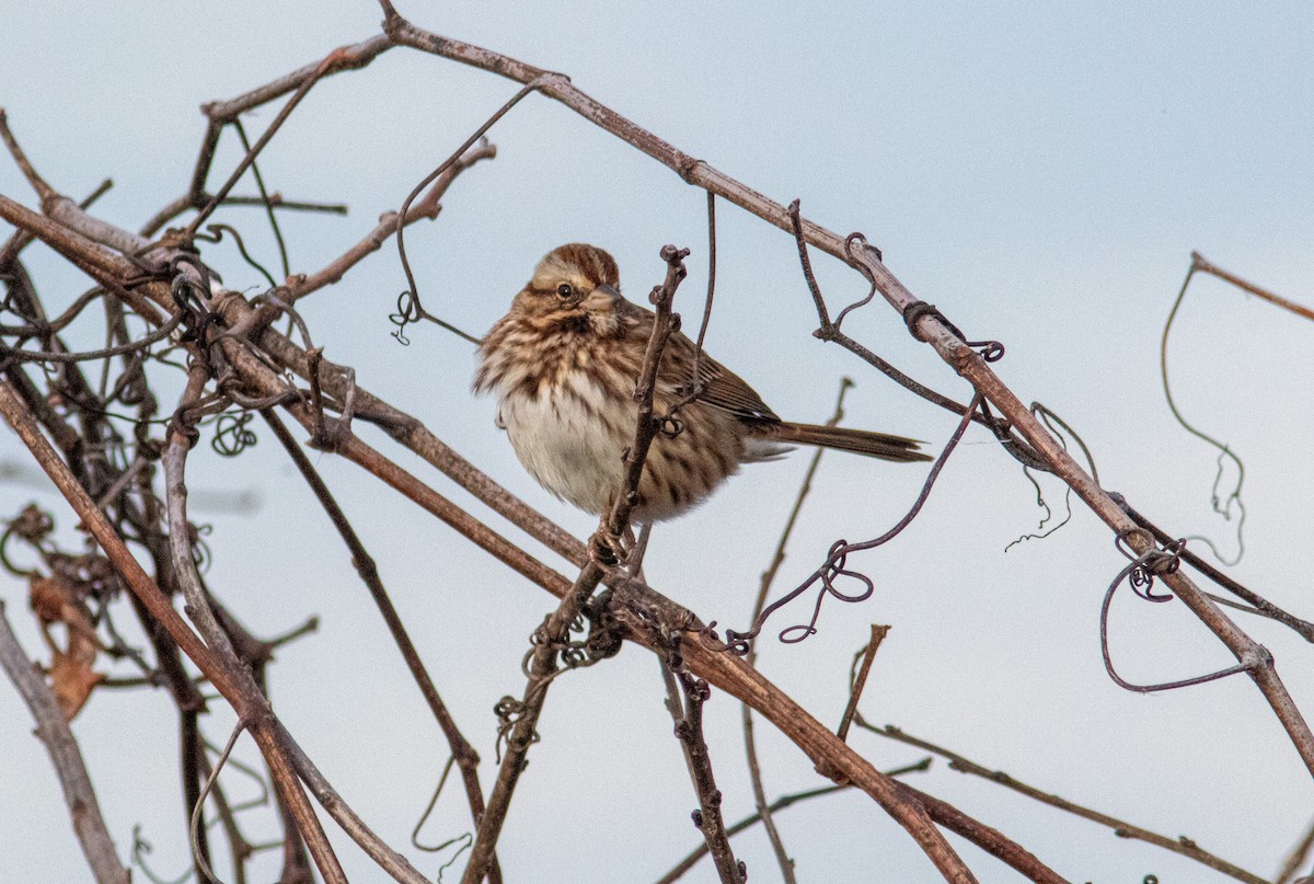 Song Sparrow - ML630548638