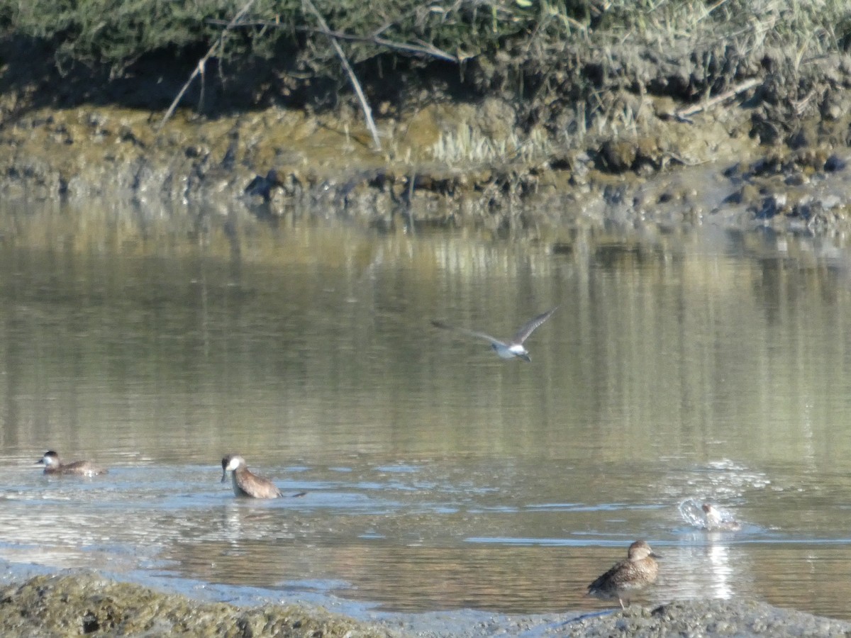 Ruddy Duck - ML630548645