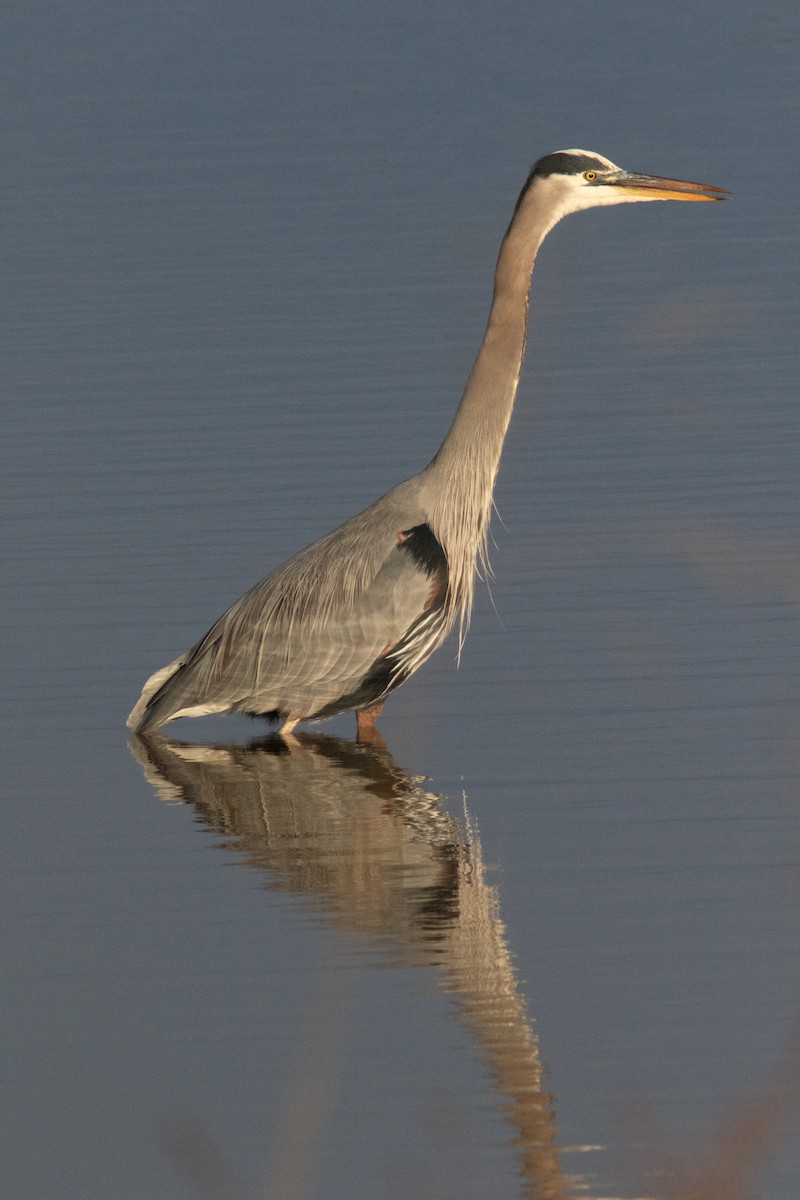 Great Blue Heron - ML630548652