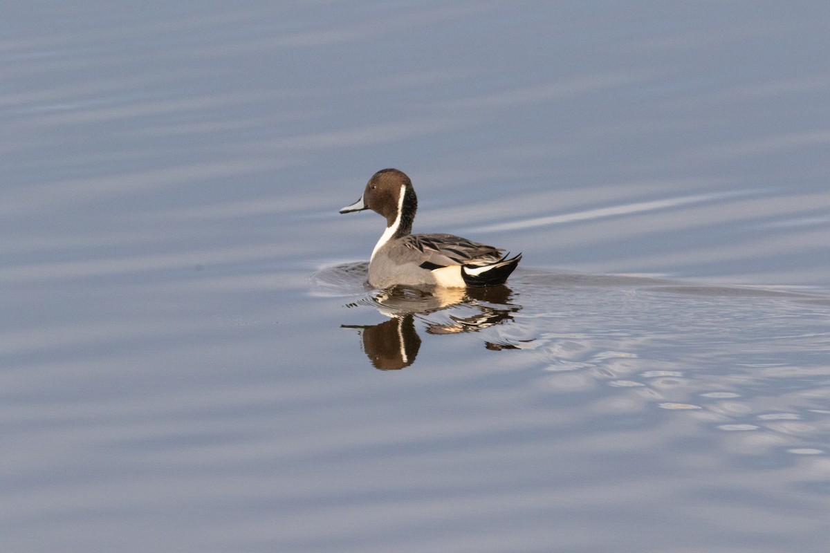 Northern Pintail - ML630548688