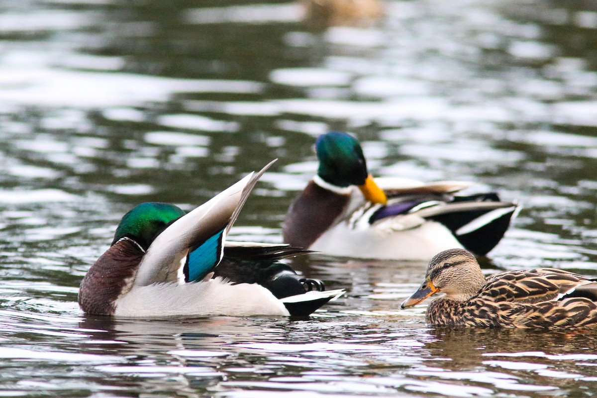 Mallard - ML630548693