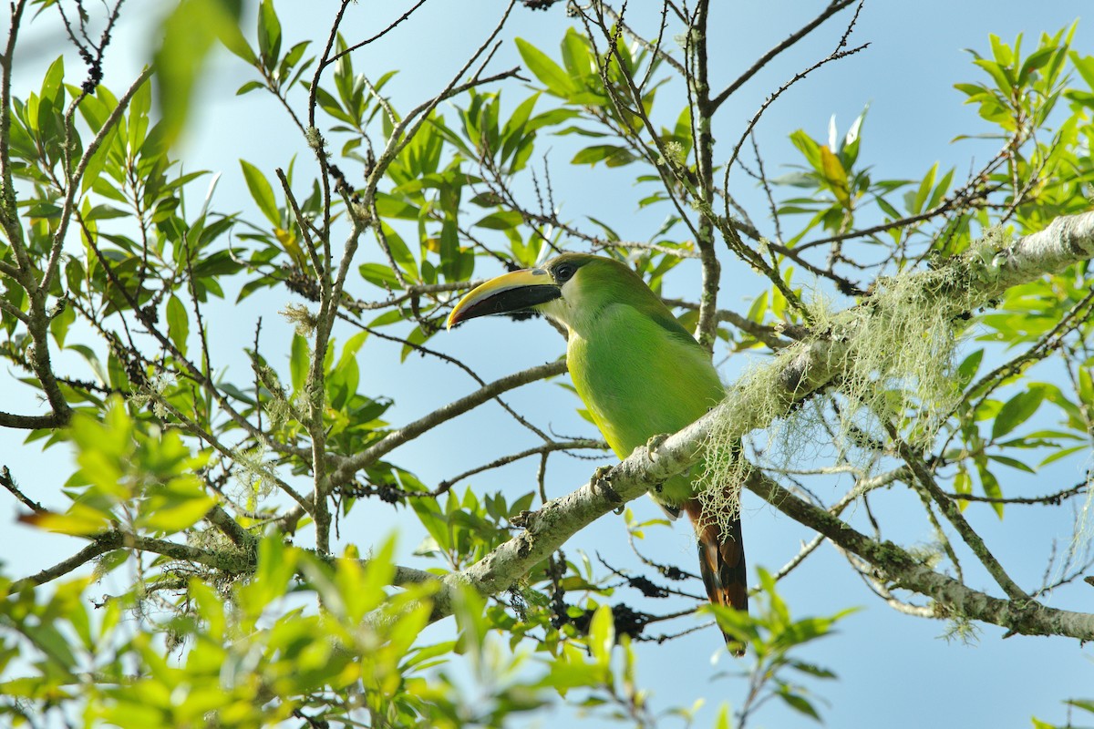 Northern Emerald-Toucanet - ML630548946