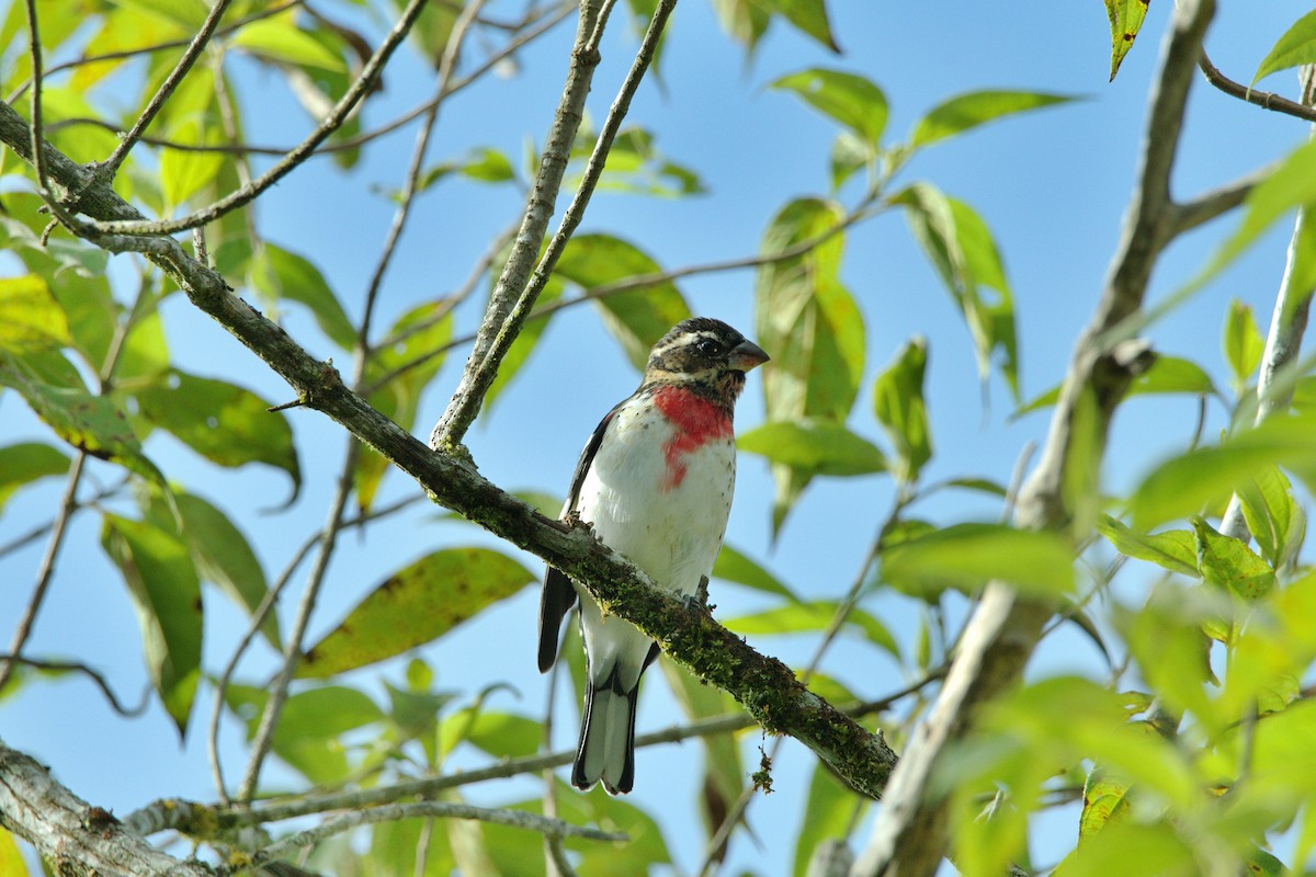 Rose-breasted Grosbeak - ML630548965