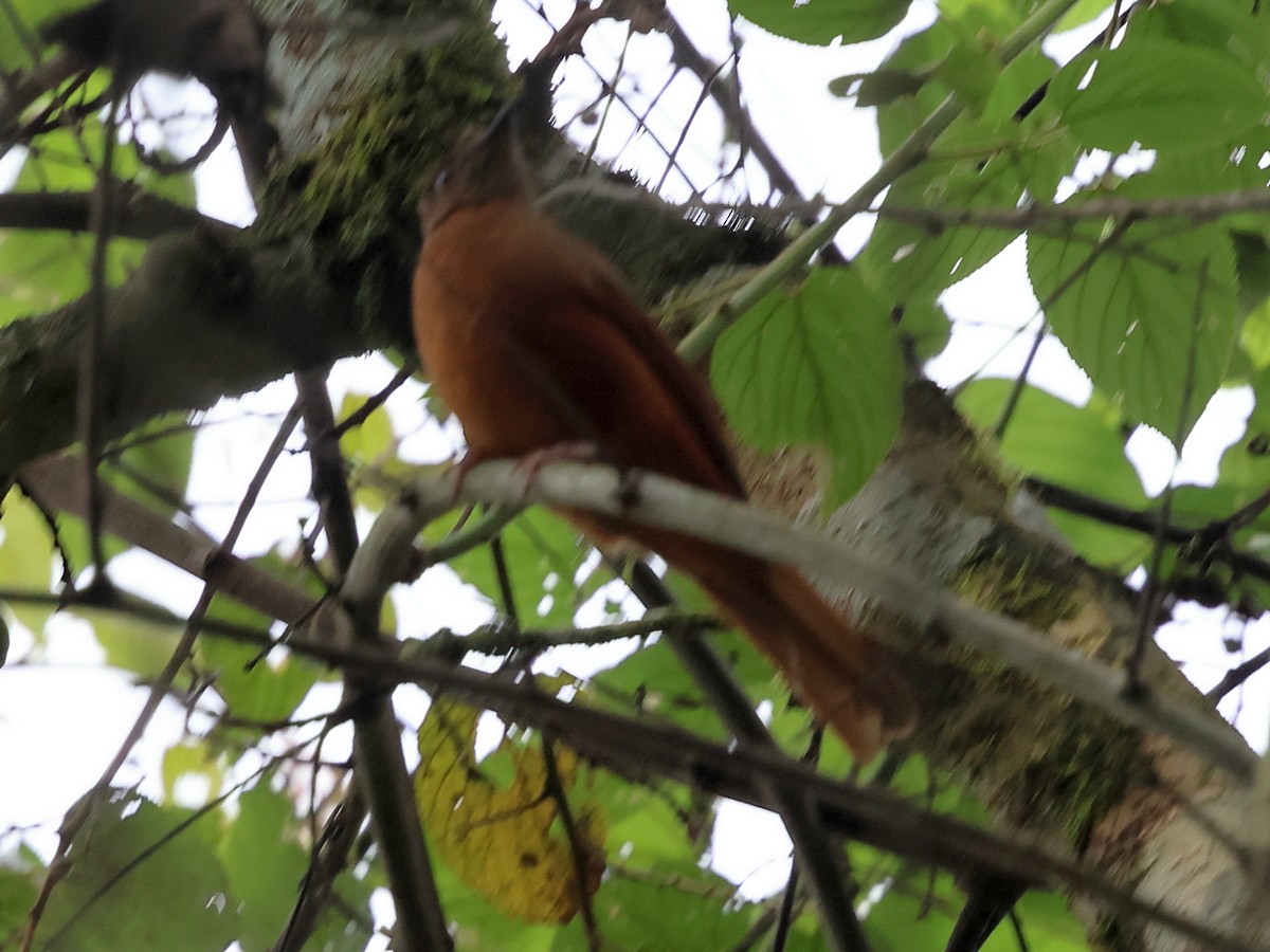 Rufous Flycatcher-Thrush - ML630548968