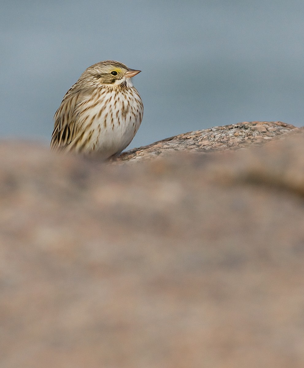 Savannah Sparrow (Ipswich) - ML630548969