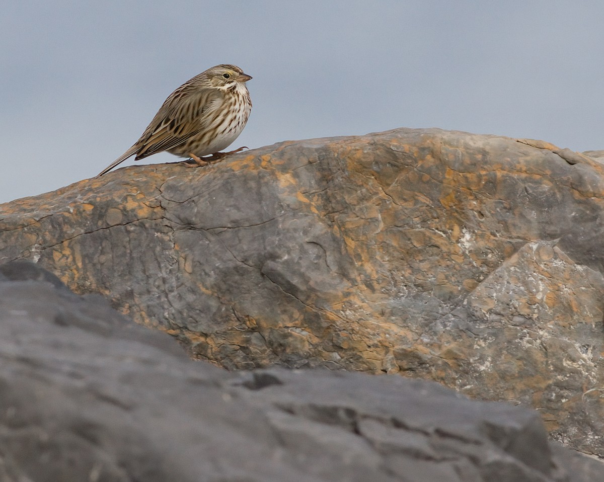 Savannah Sparrow (Ipswich) - ML630548971