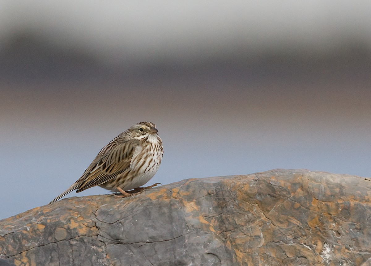Savannah Sparrow (Ipswich) - ML630548973