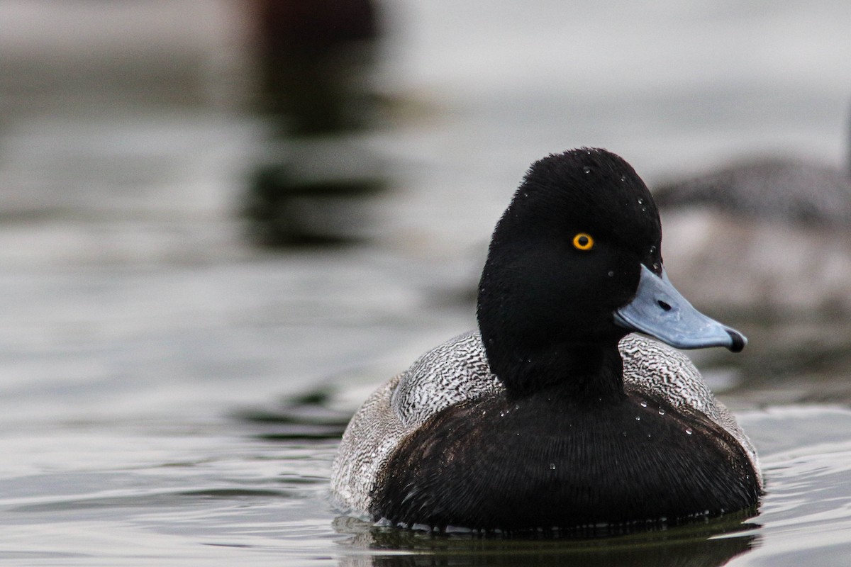 Lesser Scaup - ML630548985