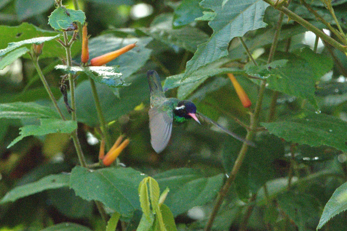 White-eared Hummingbird - ML630548991