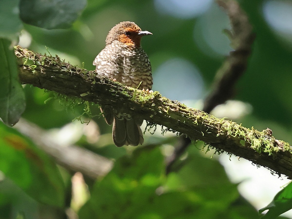 Jameson's Antpecker - ML630548992