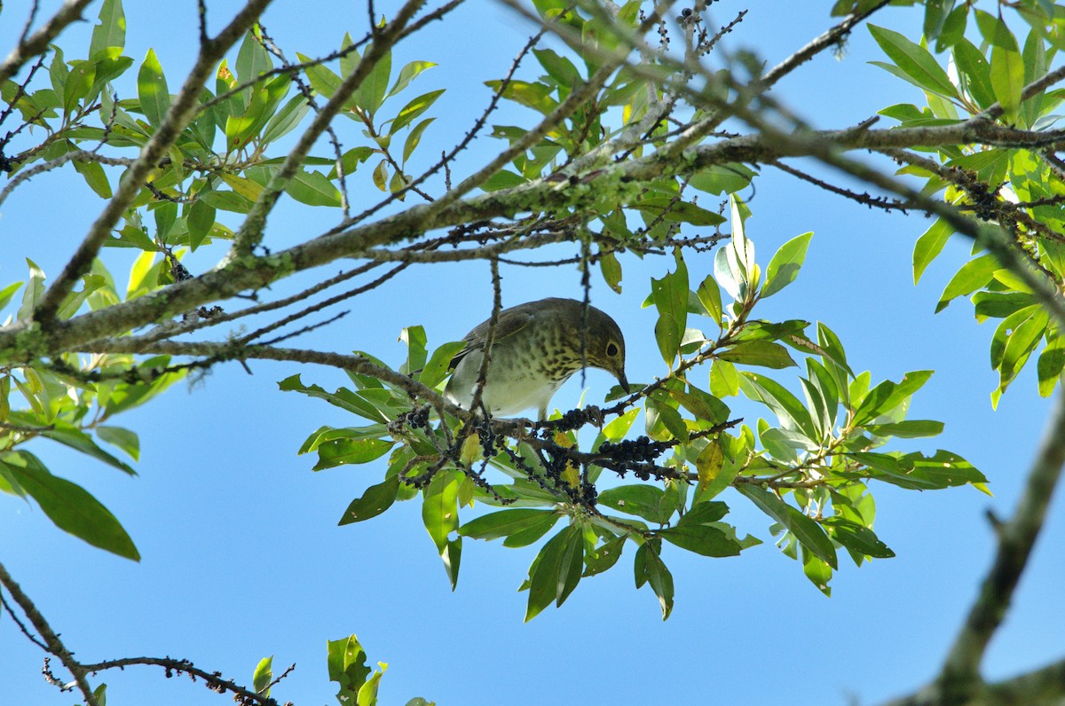 Swainson's Thrush - ML630549006