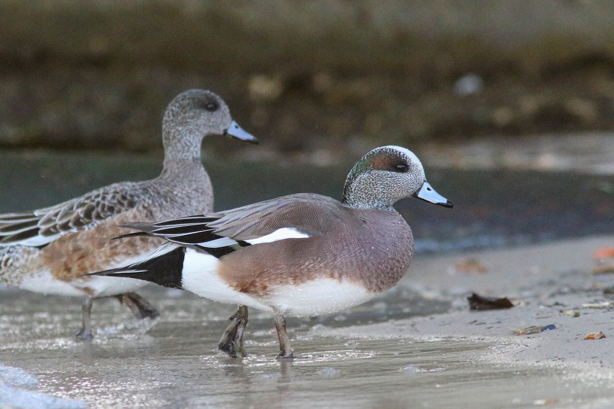 American Wigeon - ML630549012