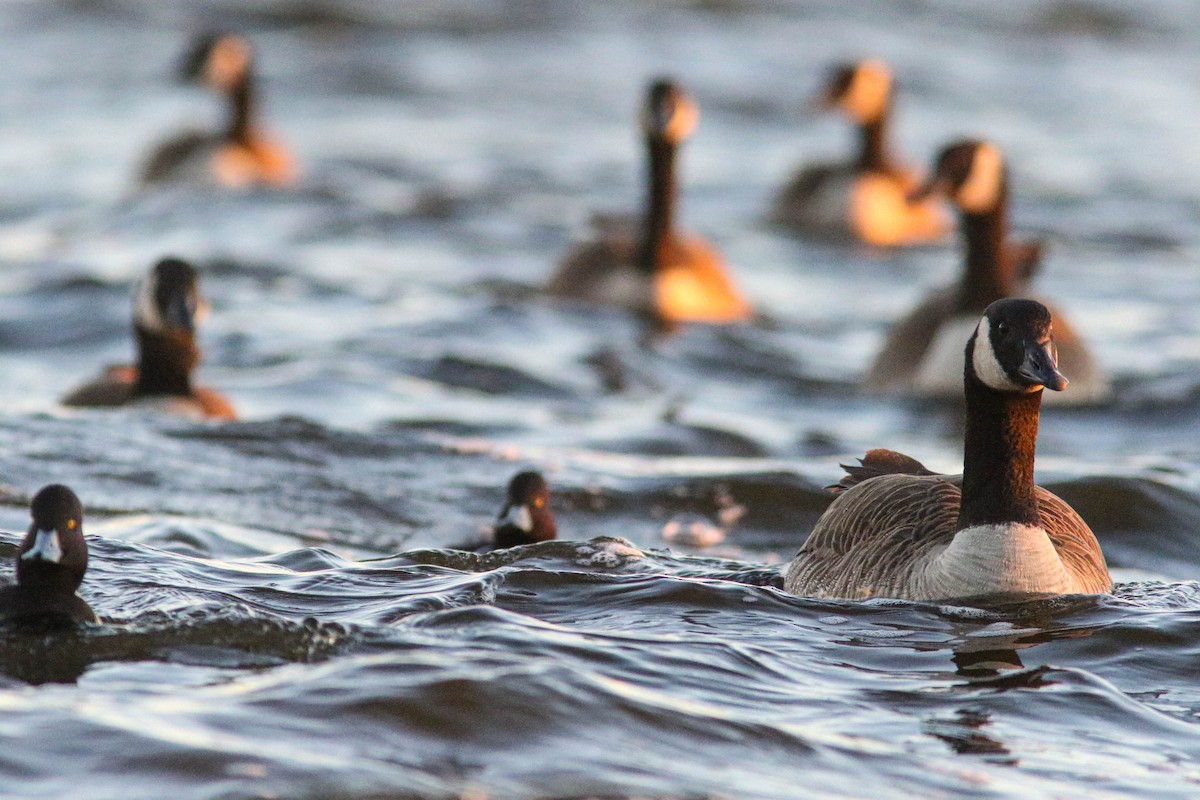 Canada Goose - ML630549020