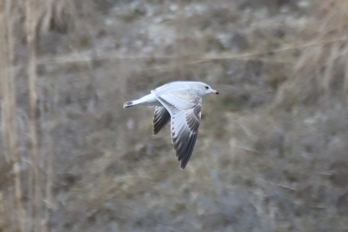 Ring-billed Gull - ML630549069