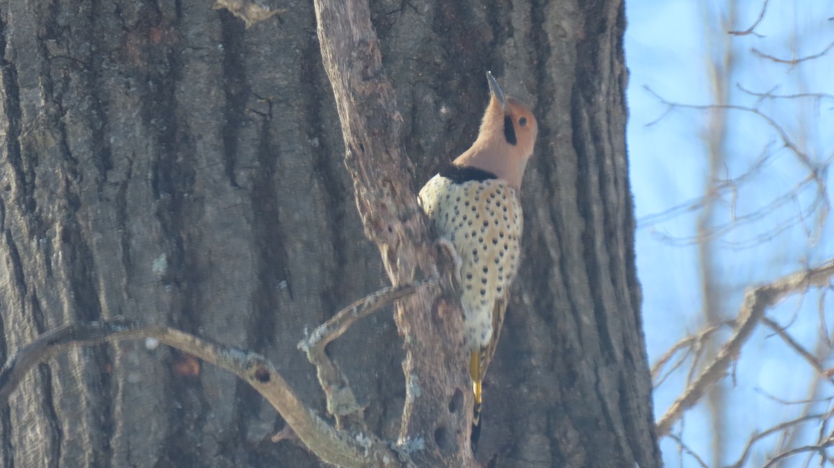 Northern Flicker - ML630549111