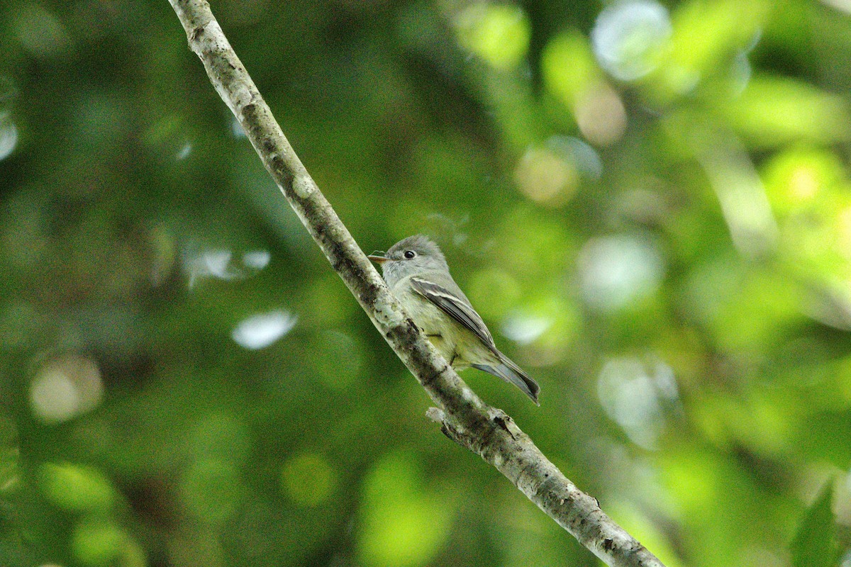 Hammond's Flycatcher - ML630549156