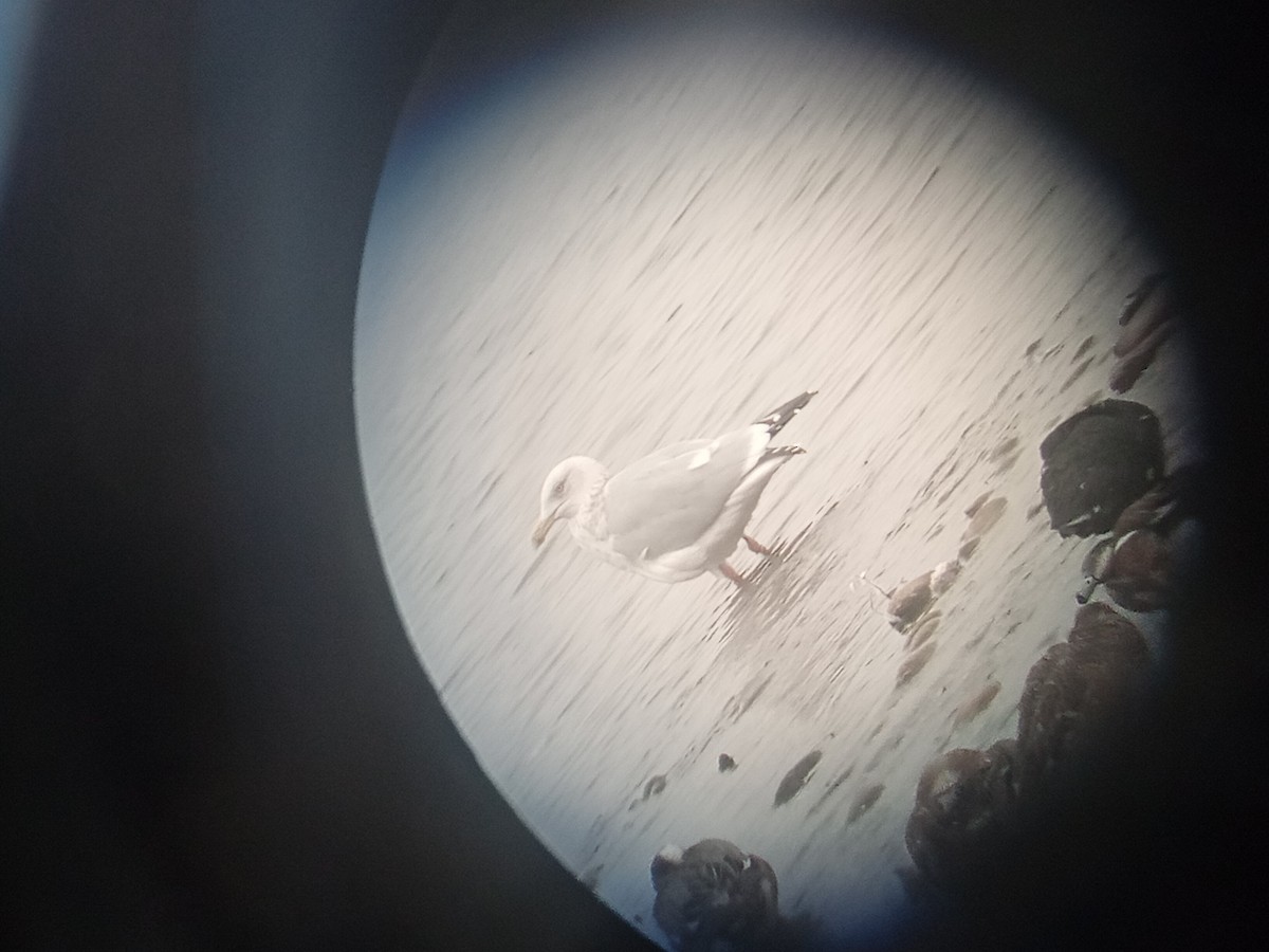 American Herring Gull - ML630549439
