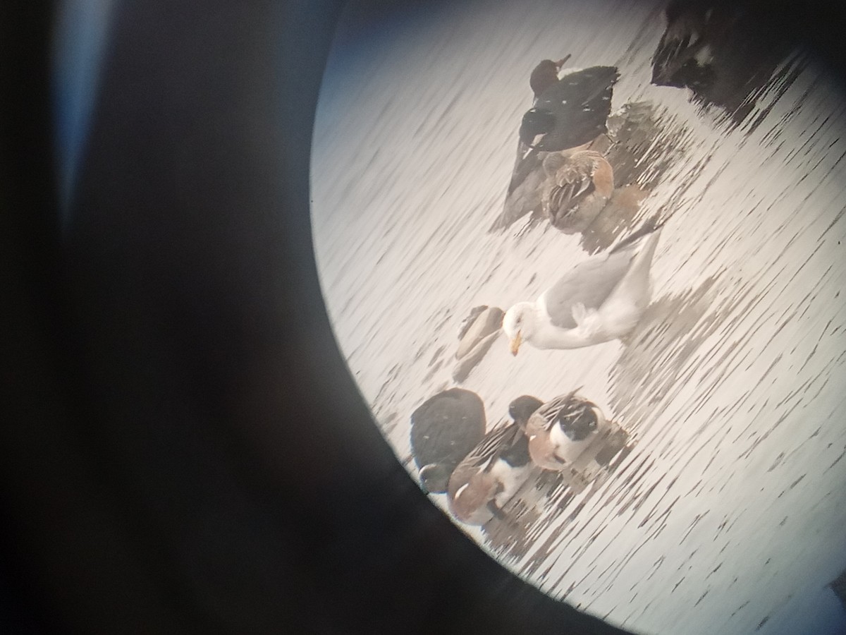 California Gull - ML630549470