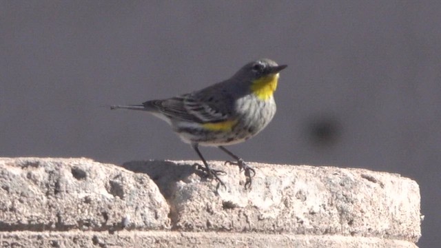 myrteparula - ML630549568
